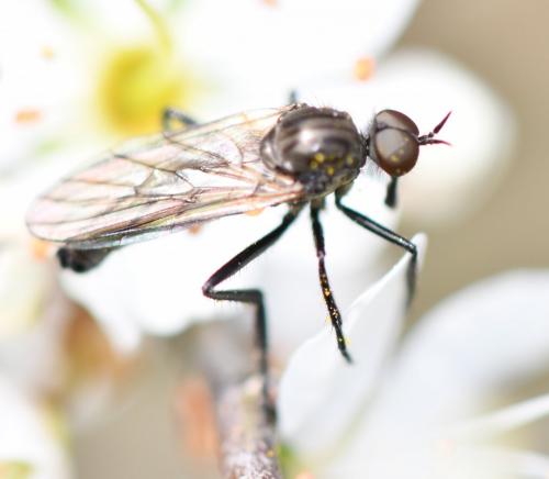 Rhamphomyia sp.